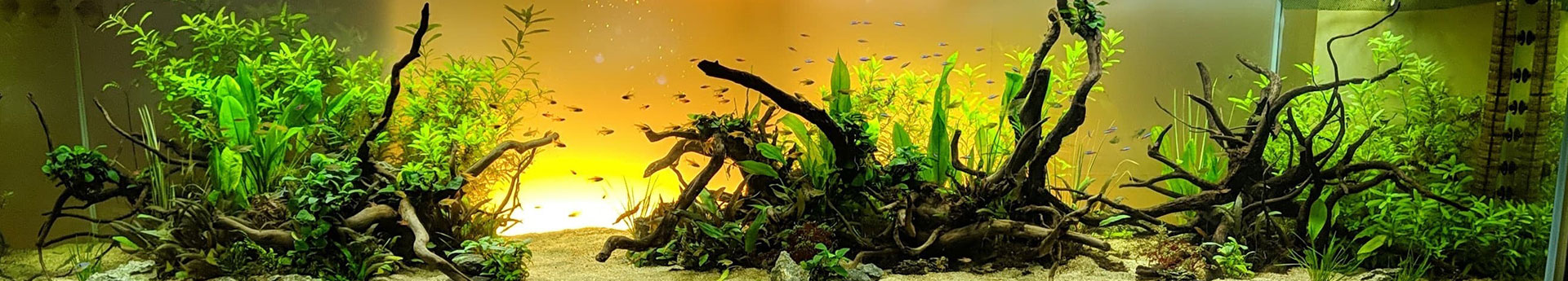 Création d'aquarium Caen