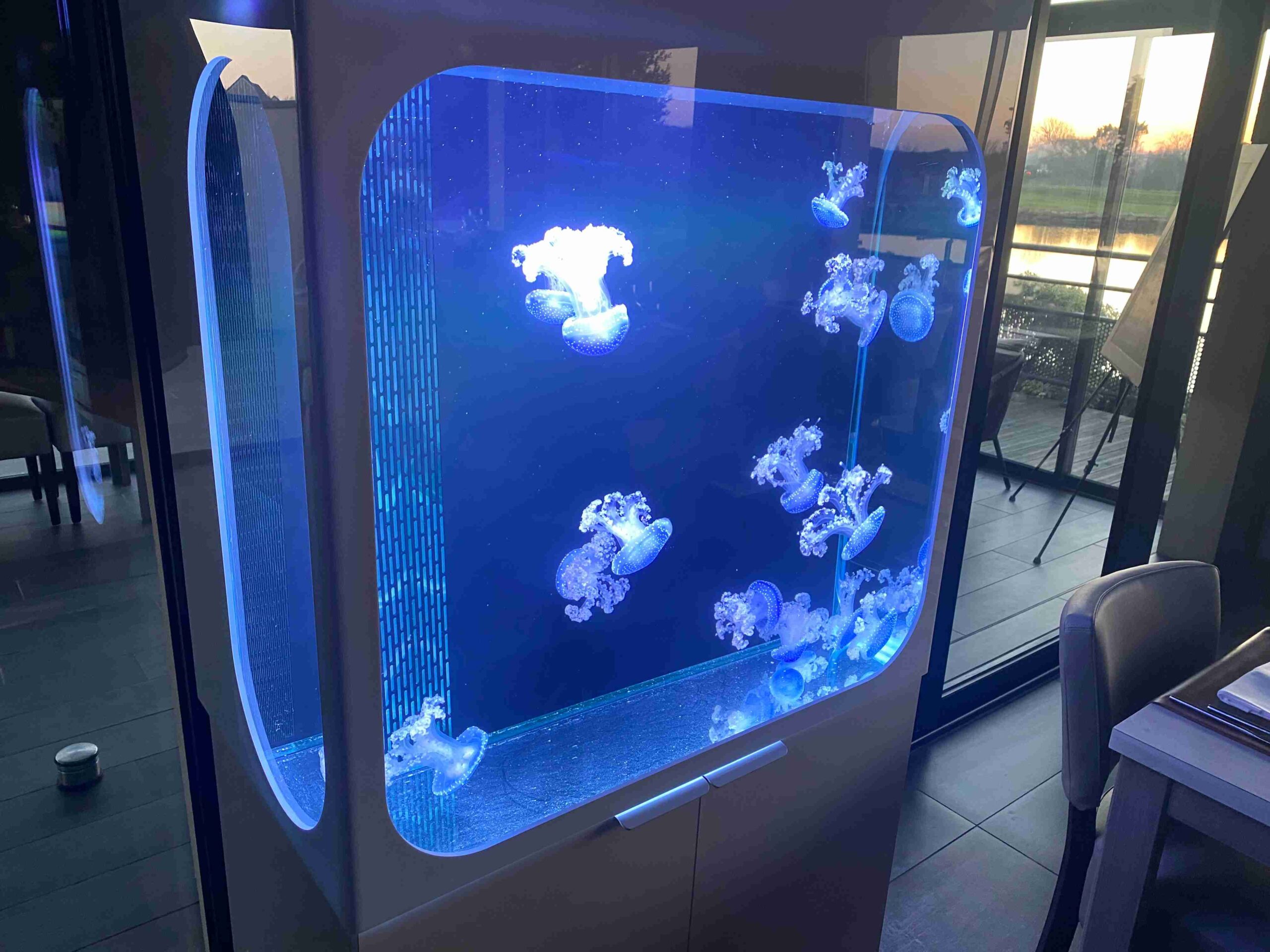 Aquariums avec méduses Normandie 